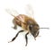 European honey bee, apis mellifera isolated on white background