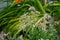 European honey bee collect nectar from flowers of oregano flowers Origanum vulgare in July. Berlin, Germany