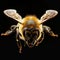 European Honey Bee Insect Macro