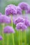 European honey bee pollinating Allium flowers