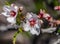 European honey bee pollinating almond flower