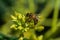 European honey bee, pollinating avocado flower