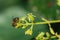 European honey bee, pollinating avocado flower