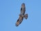 European honey buzzard (Pernis apivorus)