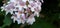 European honeybee collecting nectar from Dipelta flowers