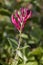 European honeysuckle (Lonicera periclymenum) flower