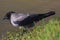 European Hooded crow drinking from a river