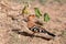 European Hoopoe bird, Upupa Epops, Ethiopia