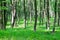 European Hornbeam forest