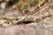 European horned viper