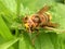 European hornet