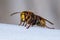 European hornet