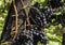 European hornet on blue grapes.