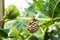 European Hornet`s nest hidden in a fig tree.