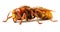 European hornet, Vespa crabro