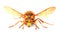 The European Hornet (Vespa crabro).