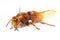 The European Hornet (Vespa crabro).