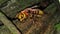 European hornet Vespa crabro aka brown hornet giant hornet