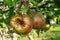 European hornet, Vespa crabro, on apple fruit