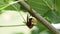 European Hornet (Vespa crabro) predating a Western or European Honey Bee (Apis mellifera)
