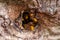 European hornets defend the entry of their hornets nest against invaders and are a dangerous and poisonous pest that build colony