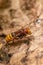 European hornets defend the entry of their hornets nest against invaders and are a dangerous and poisonous pest that build colony