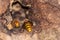 European hornets defend the entry of their hornets nest against invaders and are a dangerous and poisonous pest that build colony