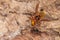 European hornets defend the entry of their hornets nest against invaders and are a dangerous and poisonous pest that build colony