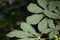 European horse chestnut leaves with dark background.