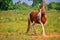 European horses close up view,Arabian horse standing on frame beautiful view,top view of Maharashtra india horses