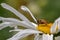 European Hoverfly