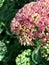 European hoverfly Eristalis tenax on a sedum flower head on a sunny day