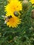 European hoverfly & x28;Eristalis tenax& x29; on a yellow flowerhead