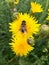 European hoverfly & x28;Eristalis tenax& x29; on a yellow flowerhead