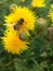 European hoverfly & x28;Eristalis tenax& x29; on a yellow flowerhead