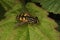 European hoverfly (Helophilus trivittatus)