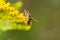 European hoverfly, Helophilus trivittatus on a golden rod flower