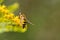European hoverfly, Helophilus trivittatus on a golden rod flower