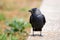 European jackdaw Corvus monedula / Coloeus monedula.