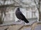 European jackdaw or eurasian jackdaw