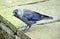 European jackdaw perched on top of a stone wall looking down