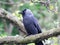 European jackdaw perched on a tree branch