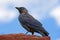 European jackdaw on the rocks