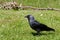 European Jackdaw on Summer Grass