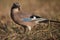 European jay bird (Garrulus glandarius)