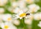 European june beetle on ox-eye daisy