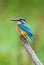 European Kingfisher