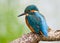 European Kingfisher