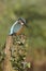European kingfisher, Alcedo atthis