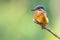 European Kingfisher perched on stick